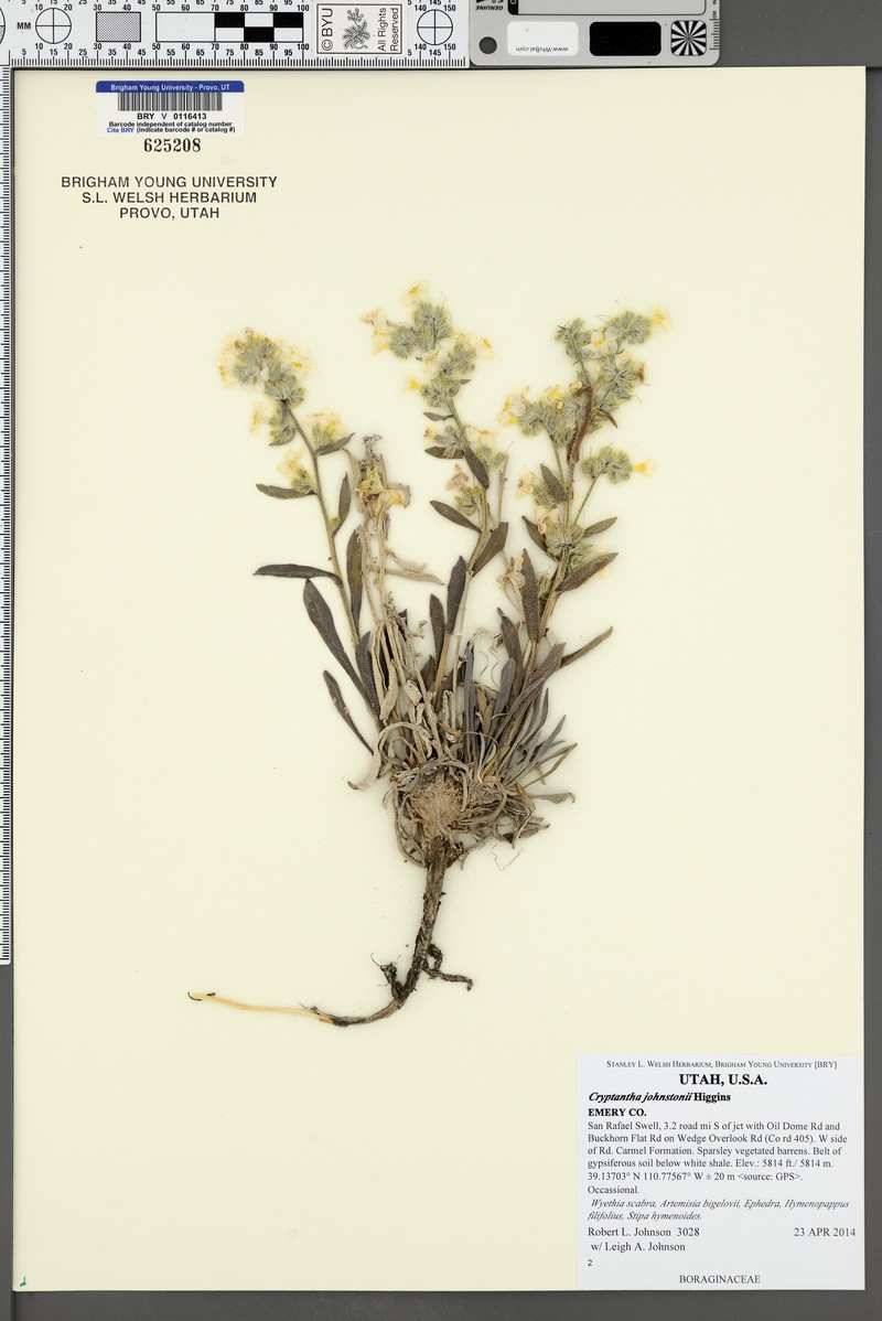 Johnston's Cryptantha photo 5