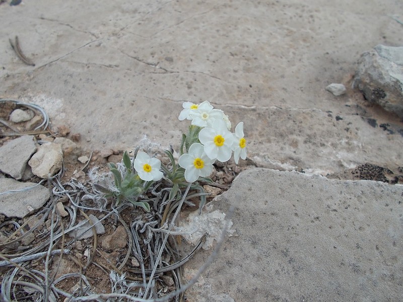 San Rafael Cryptantha