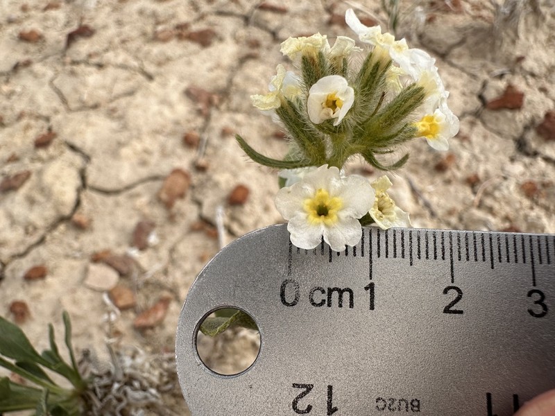 San Rafael Cryptantha photo 2