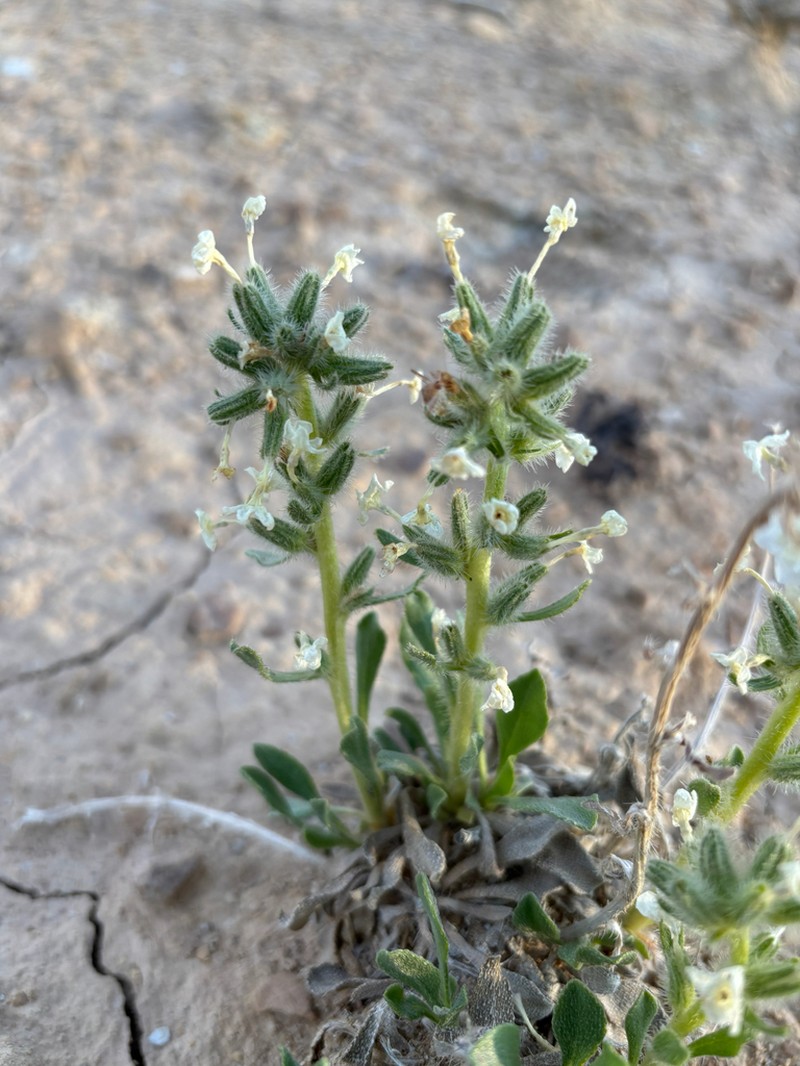 San Rafael Cryptantha photo 3