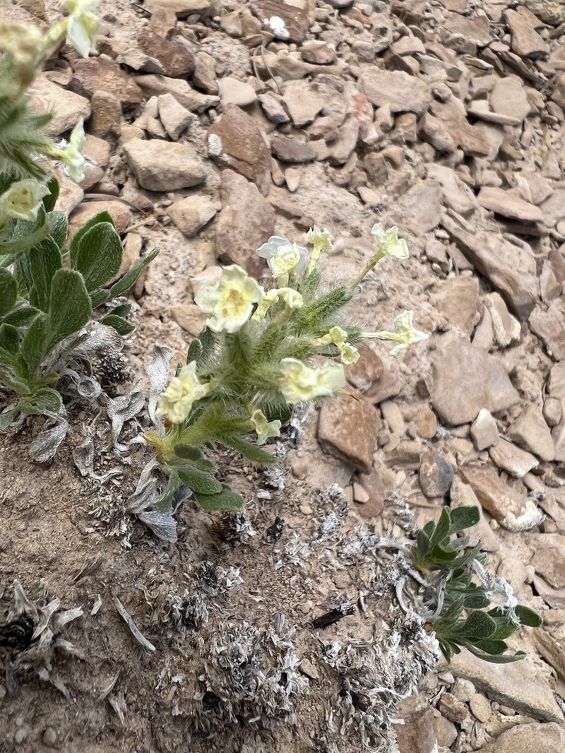 San Rafael Cryptantha photo 5