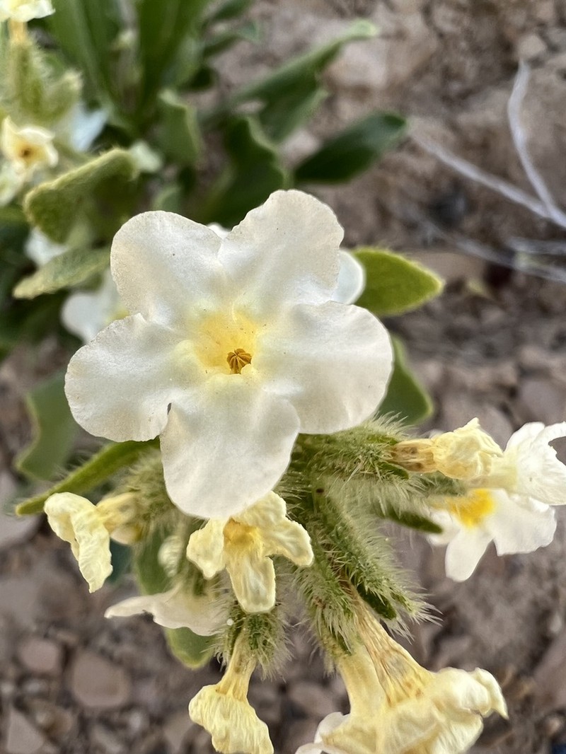 San Rafael Cryptantha photo 6