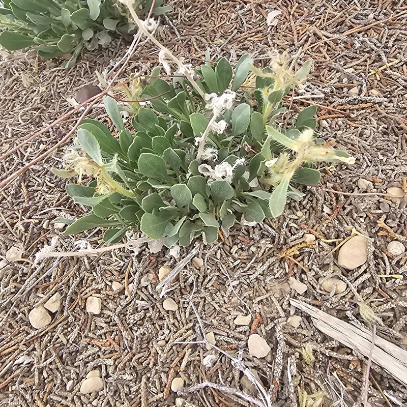 San Rafael Cryptantha photo 8