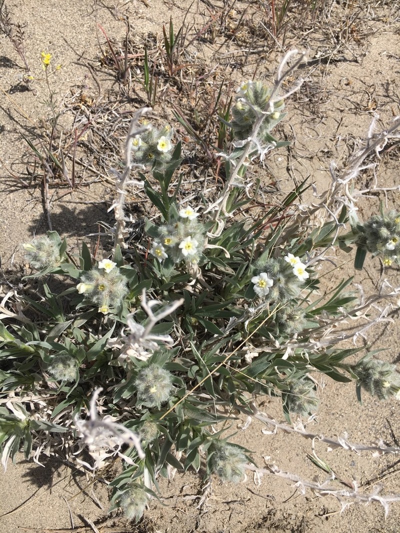 Gray Cryptantha