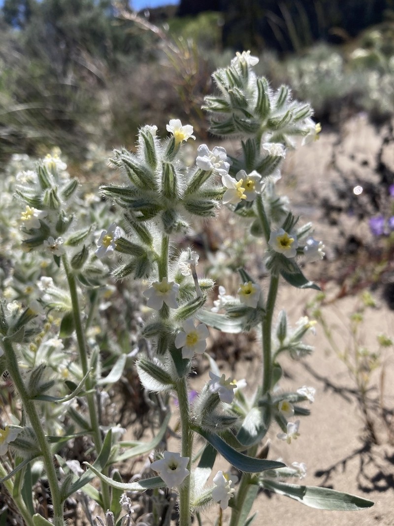Gray Cryptantha photo 2
