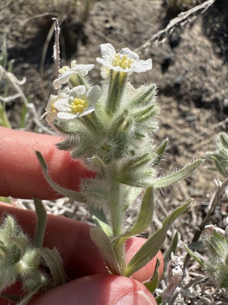 Gray Cryptantha photo 3
