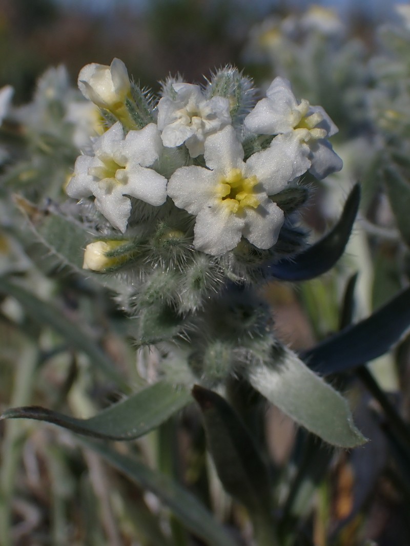 Gray Cryptantha photo 4
