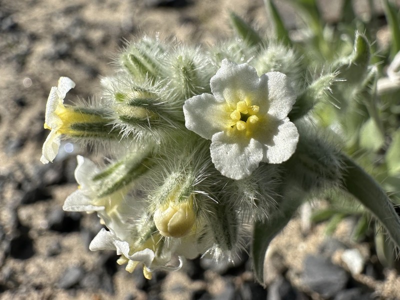 Gray Cryptantha photo 5