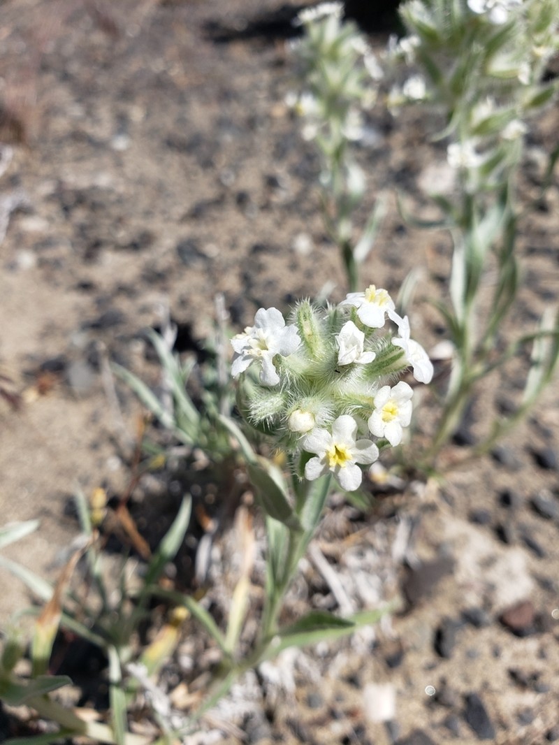 Gray Cryptantha photo 6