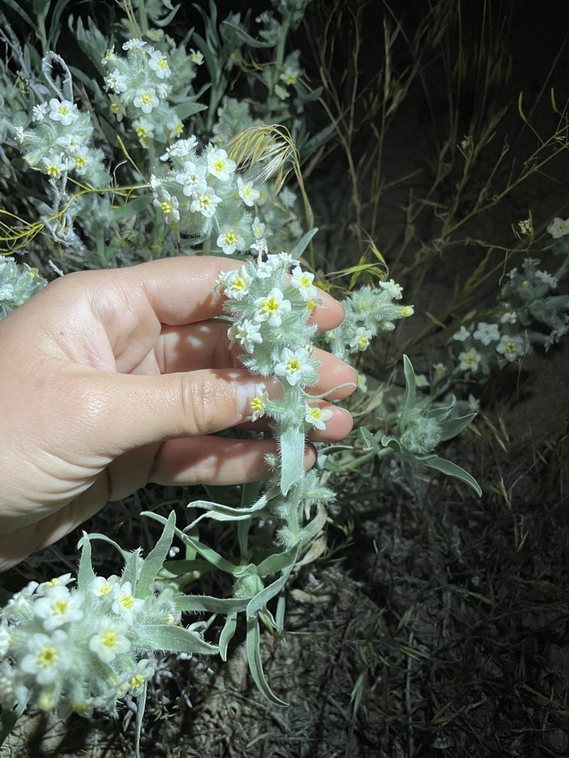Gray Cryptantha photo 7