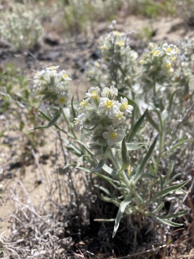 Gray Cryptantha photo 8