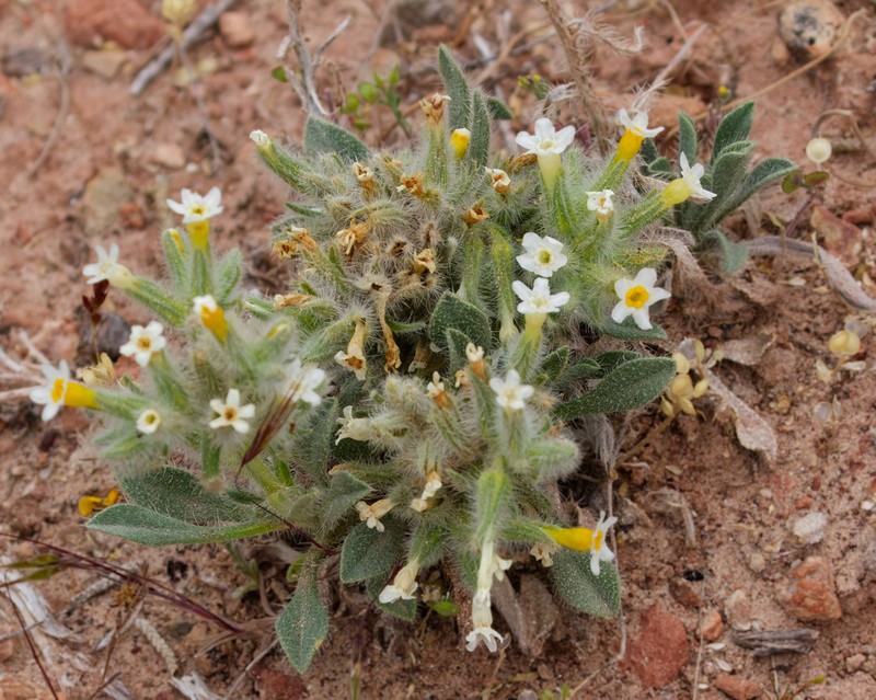 Longflower Cryptantha