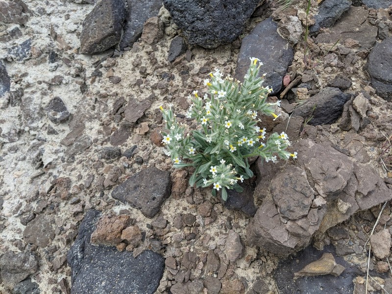 Longflower Cryptantha photo 2