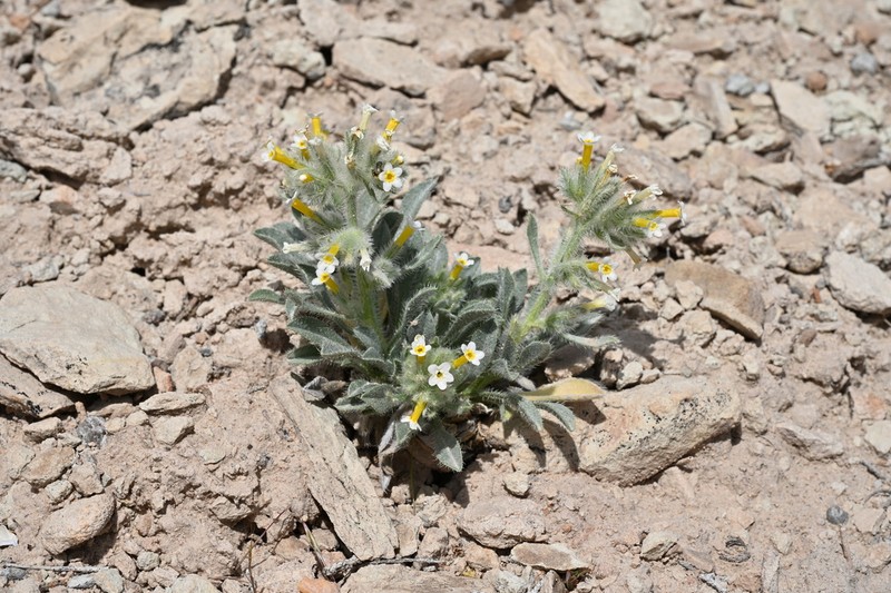 Longflower Cryptantha photo 3