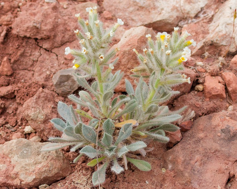 Longflower Cryptantha photo 4