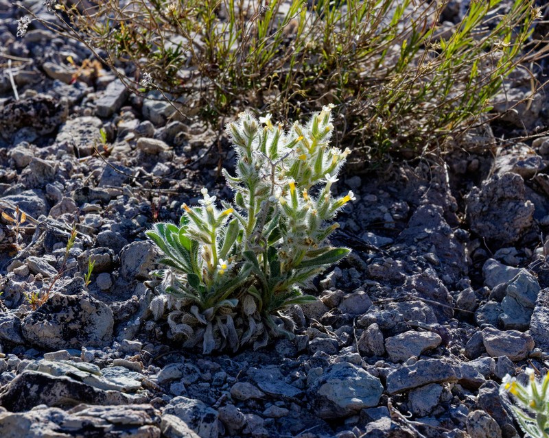 Longflower Cryptantha photo 5