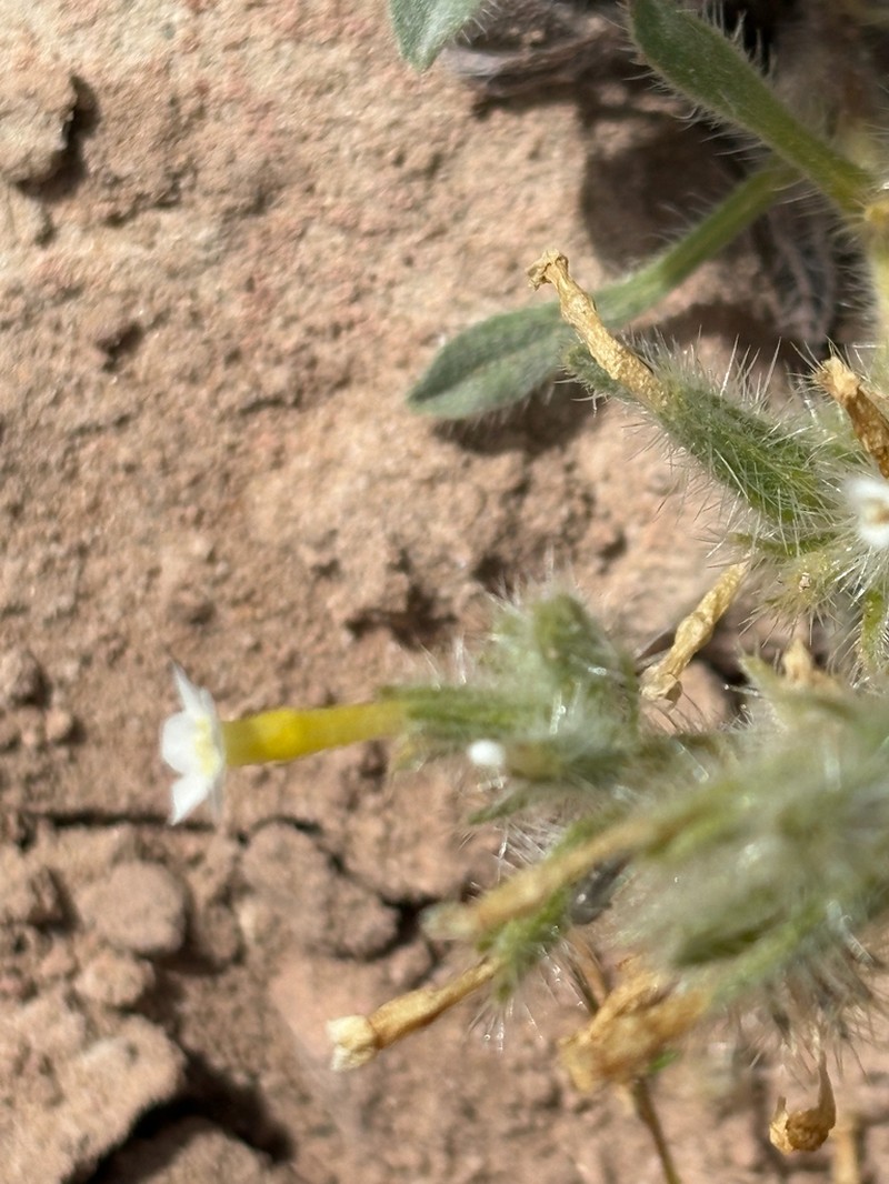 Longflower Cryptantha photo 6