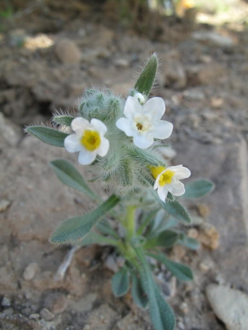 Longflower Cryptantha photo 7