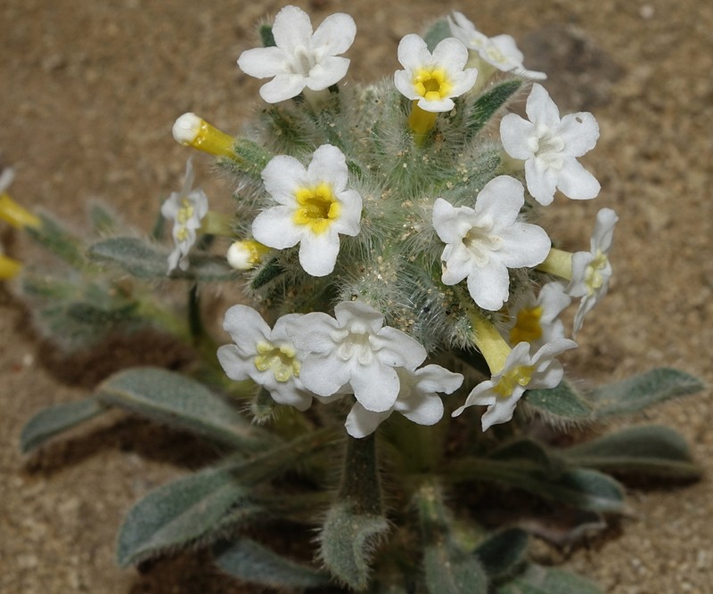 Longflower Cryptantha photo 8