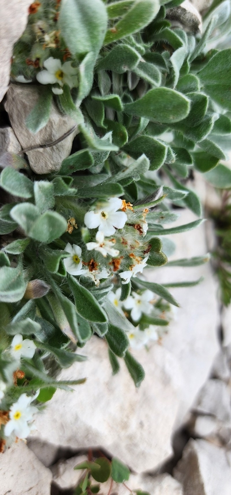 Southwestern Cryptantha