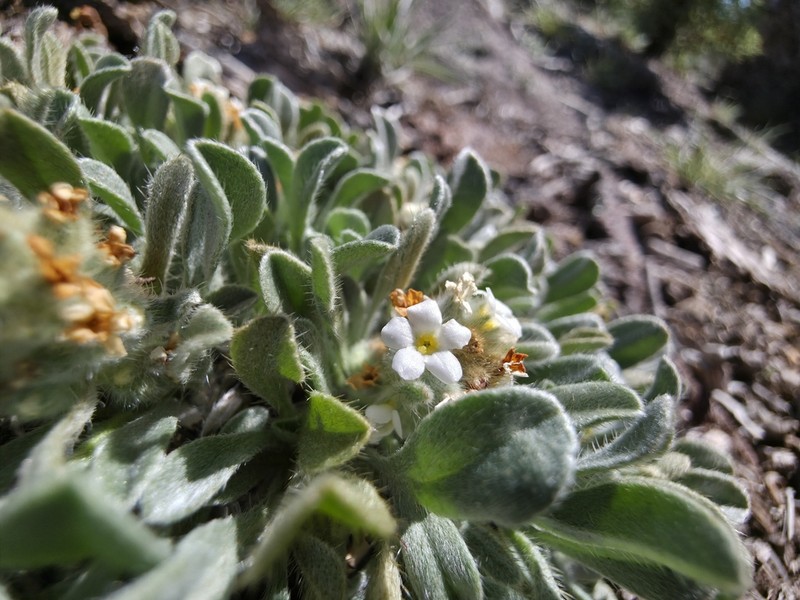Southwestern Cryptantha photo 2