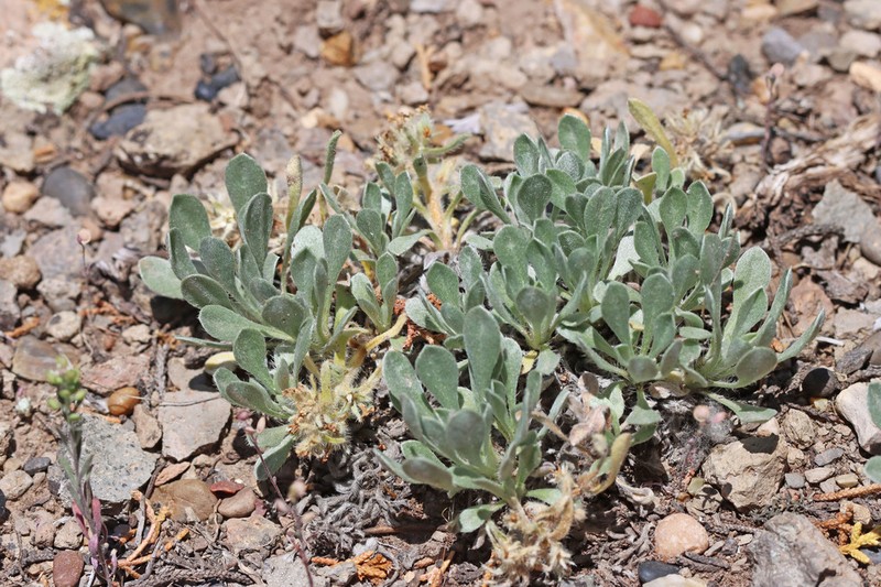 Southwestern Cryptantha photo 4