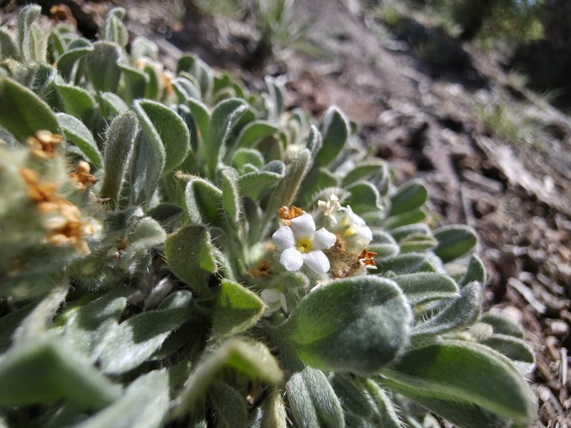 Southwestern Cryptantha photo 5