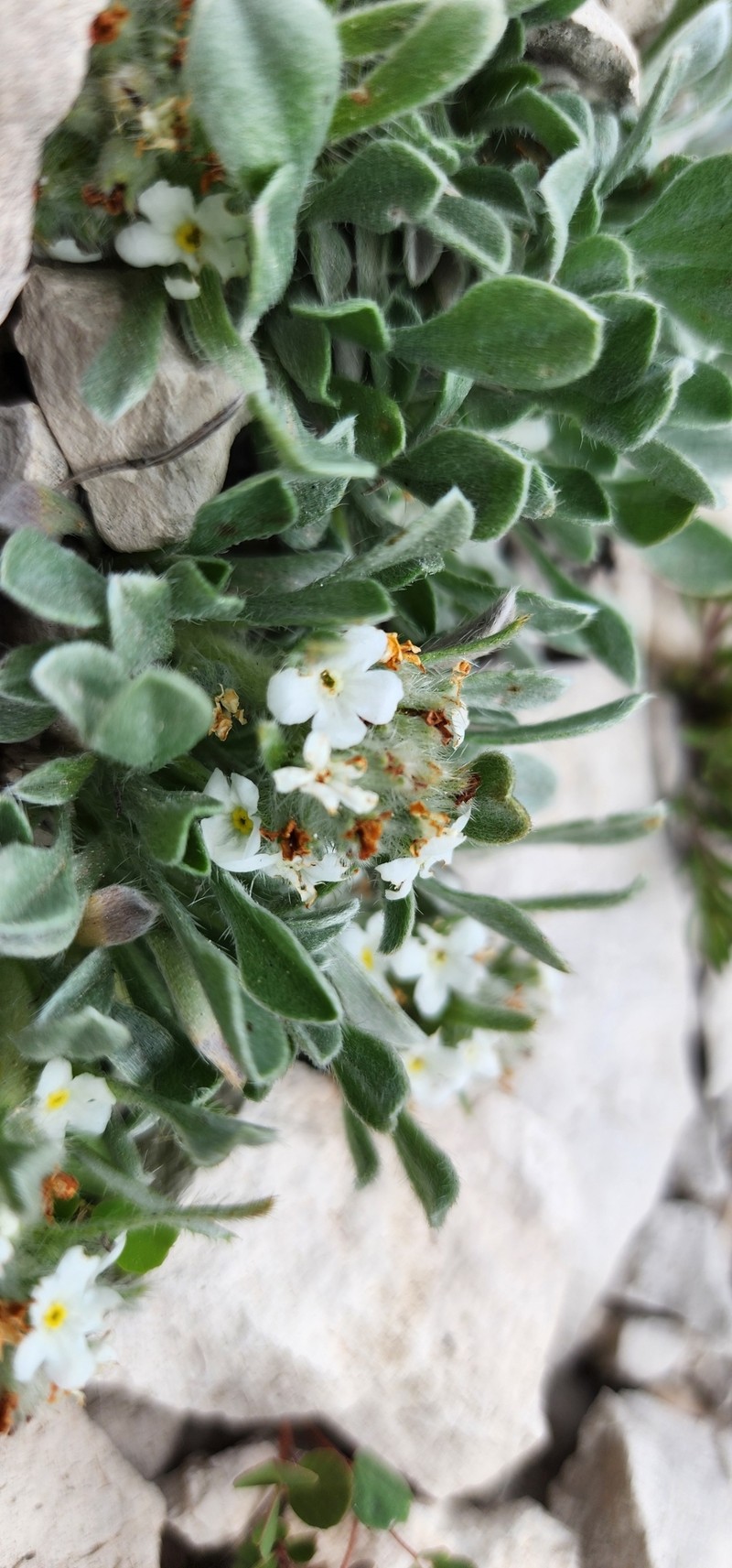 Southwestern Cryptantha photo 6