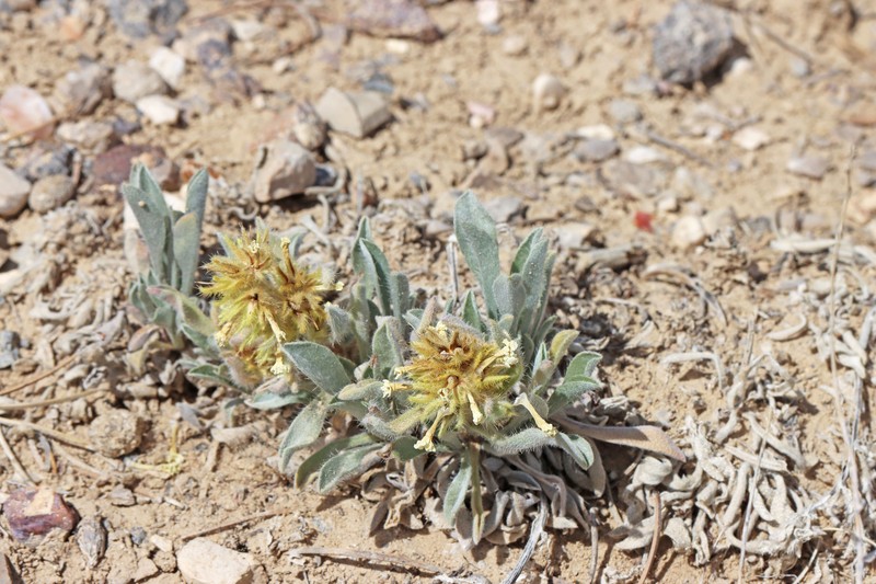 Southwestern Cryptantha photo 8