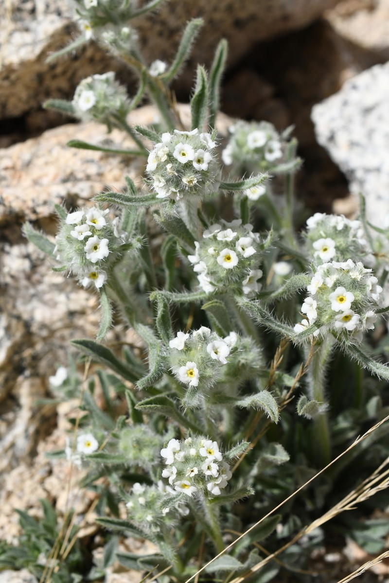 Sierra Cryptantha