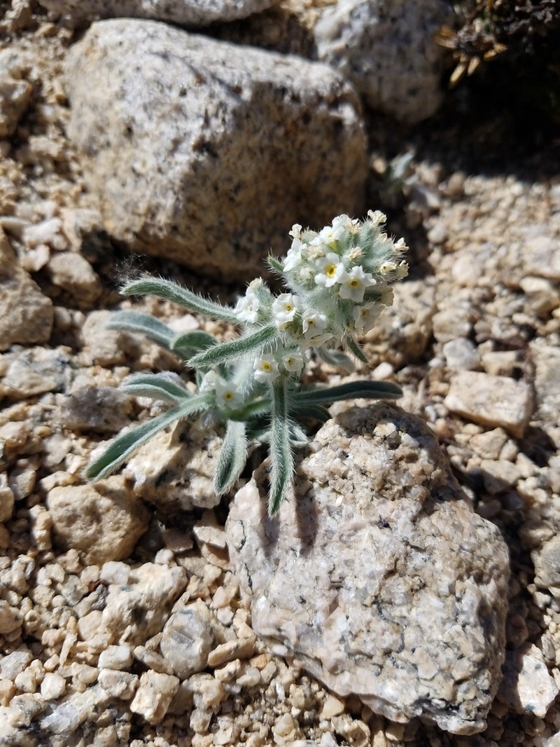 Sierra Cryptantha photo 2