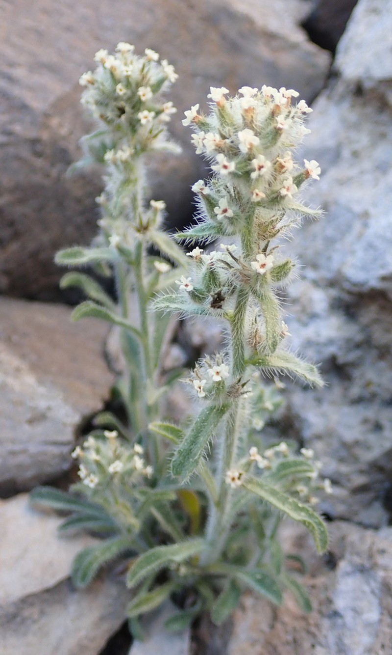 Sierra Cryptantha photo 3