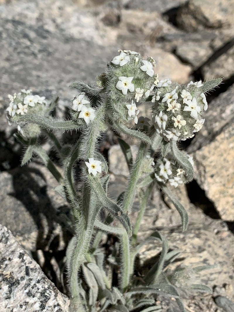 Sierra Cryptantha photo 4
