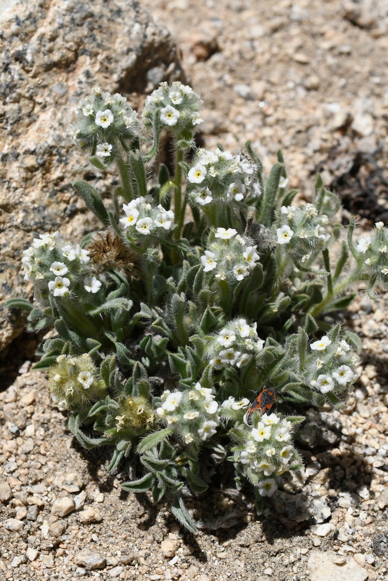 Sierra Cryptantha photo 5