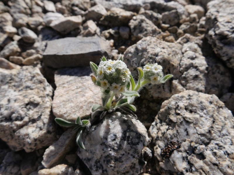 Sierra Cryptantha photo 6
