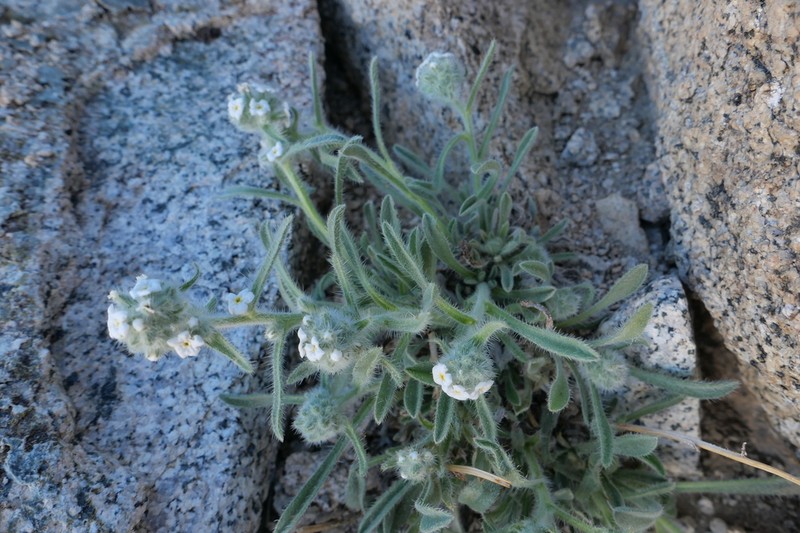 Sierra Cryptantha photo 7