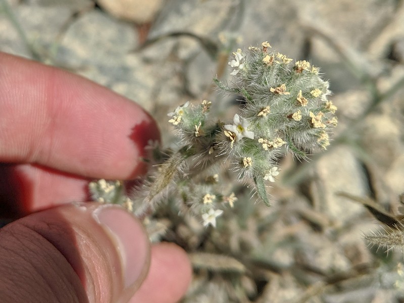 Sierra Cryptantha photo 8