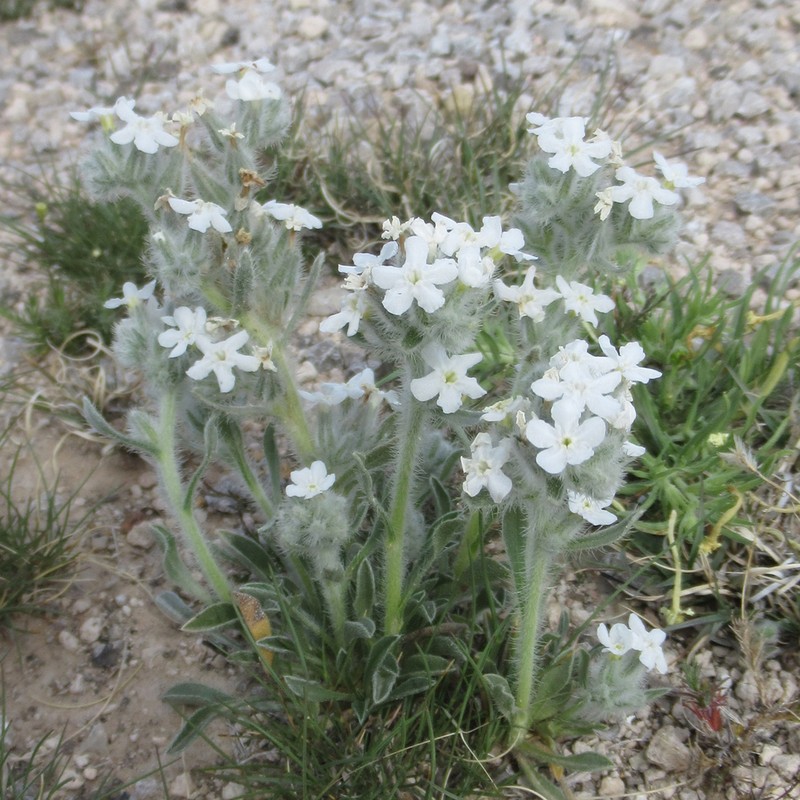 Rough Cryptantha