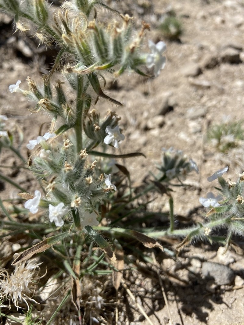 Rough Cryptantha photo 2