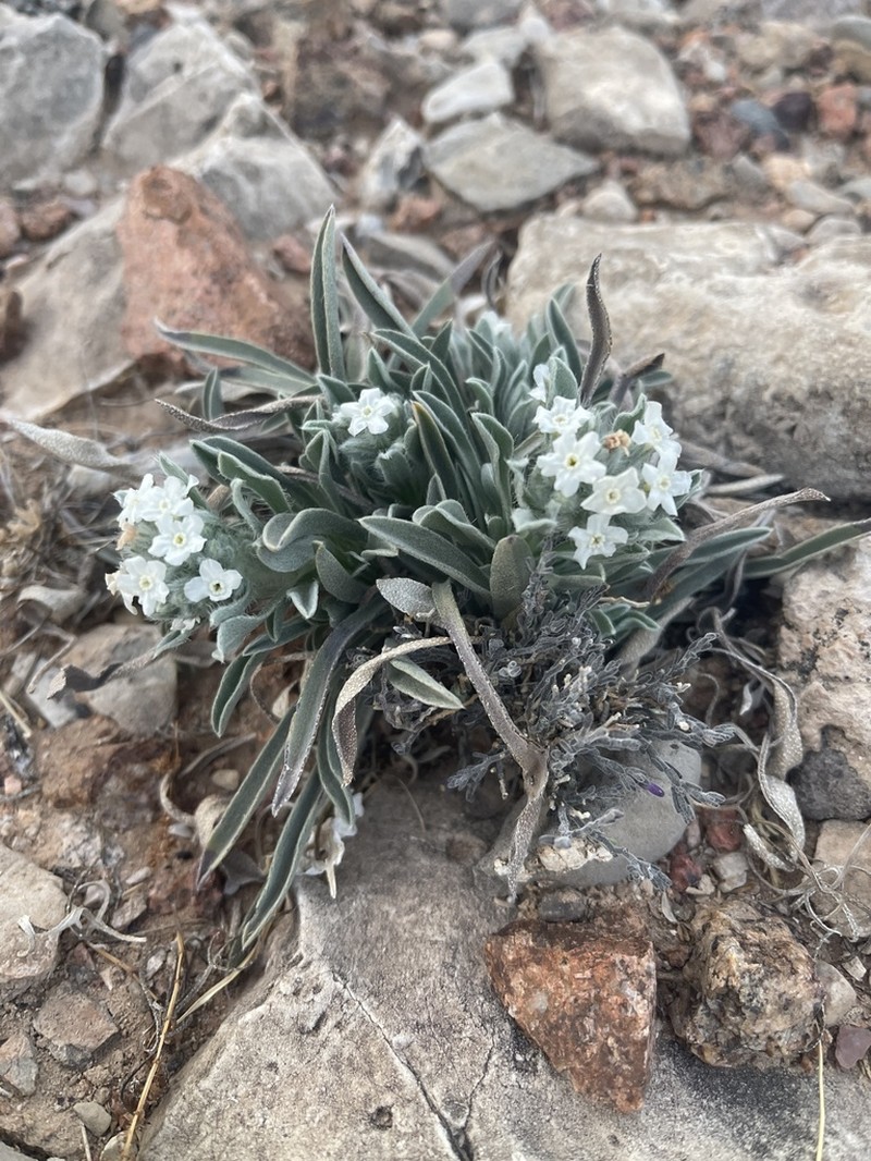 Rough Cryptantha photo 3
