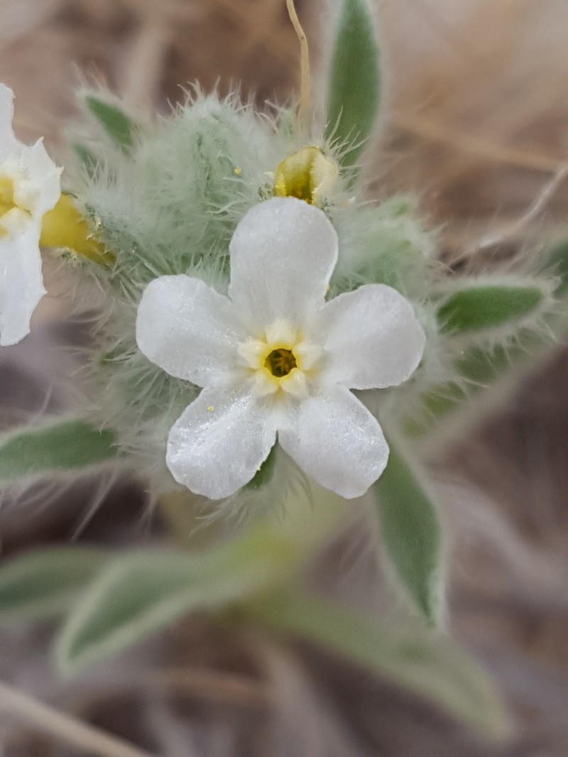 Rough Cryptantha photo 4