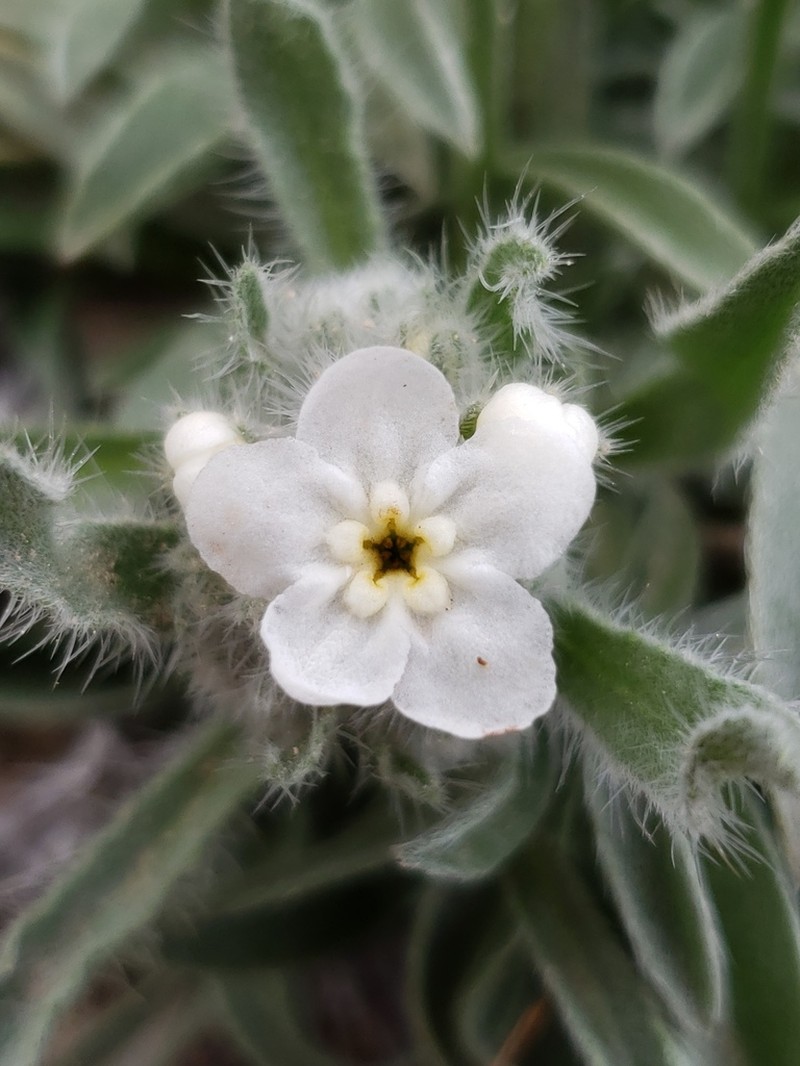 Rough Cryptantha photo 5
