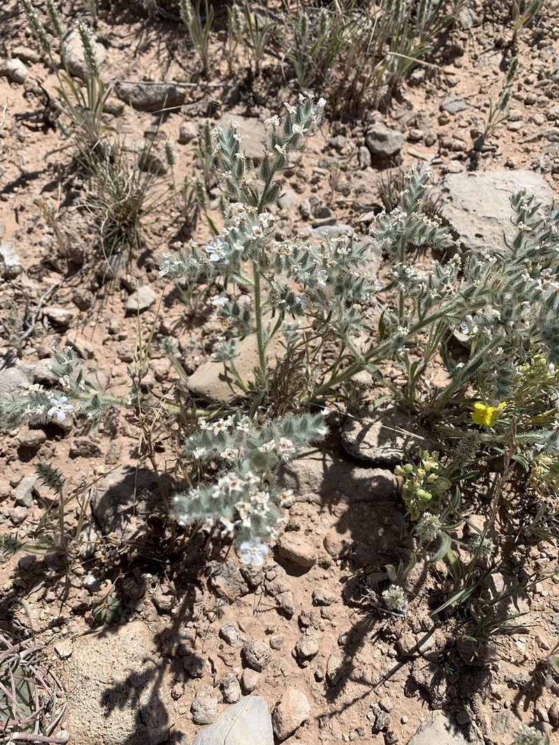 Rough Cryptantha photo 6