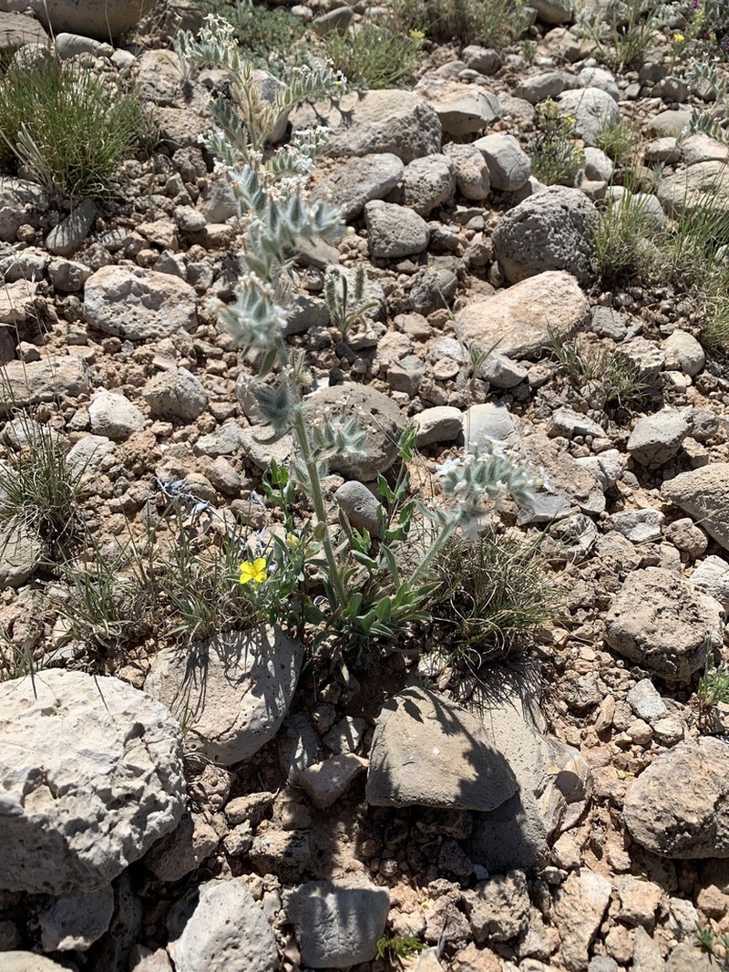 Rough Cryptantha photo 7