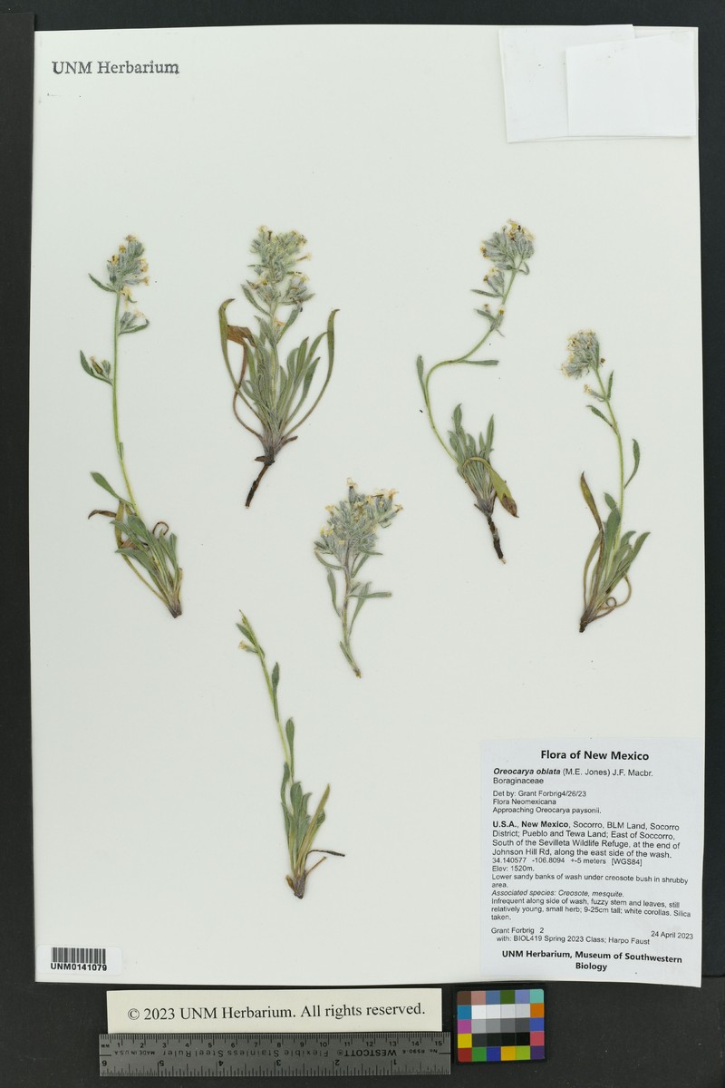 Rough Cryptantha photo 8