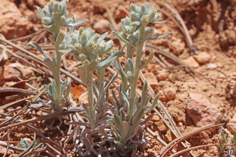 Yellowwhite Cryptantha