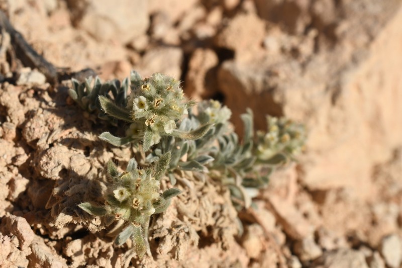 Yellowwhite Cryptantha photo 2