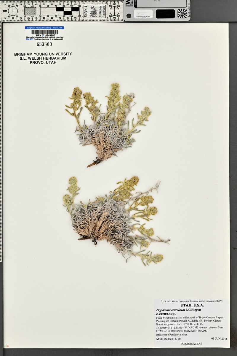 Yellowwhite Cryptantha photo 6