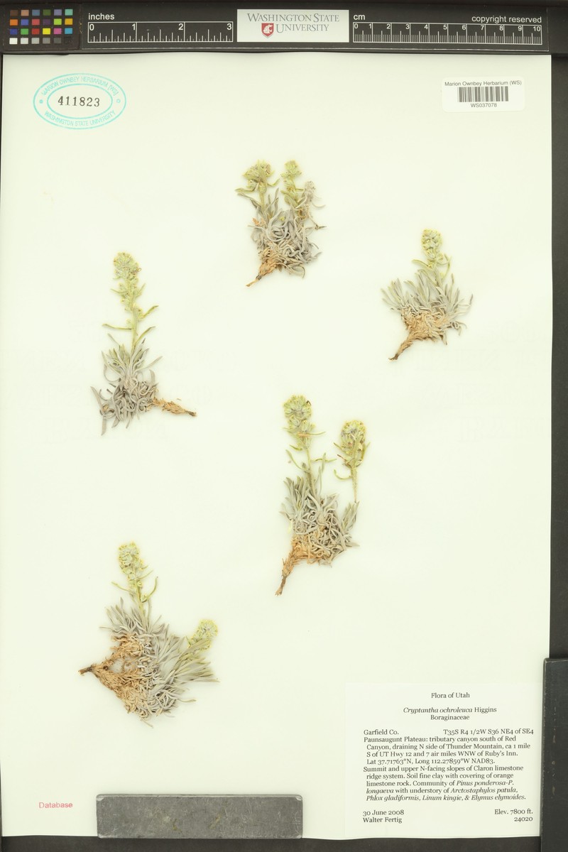 Yellowwhite Cryptantha photo 7