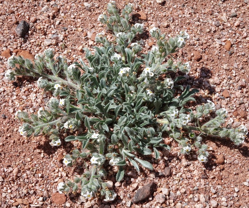 Osterhout's Cryptantha